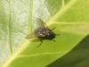 Pollenia sp.